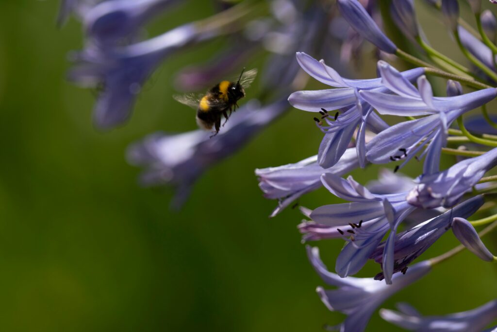 A bumblebee collecting nectar from vibrant purple flowers in a Chilean garden.